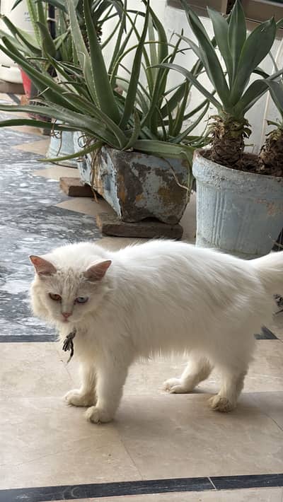 Parsian cat