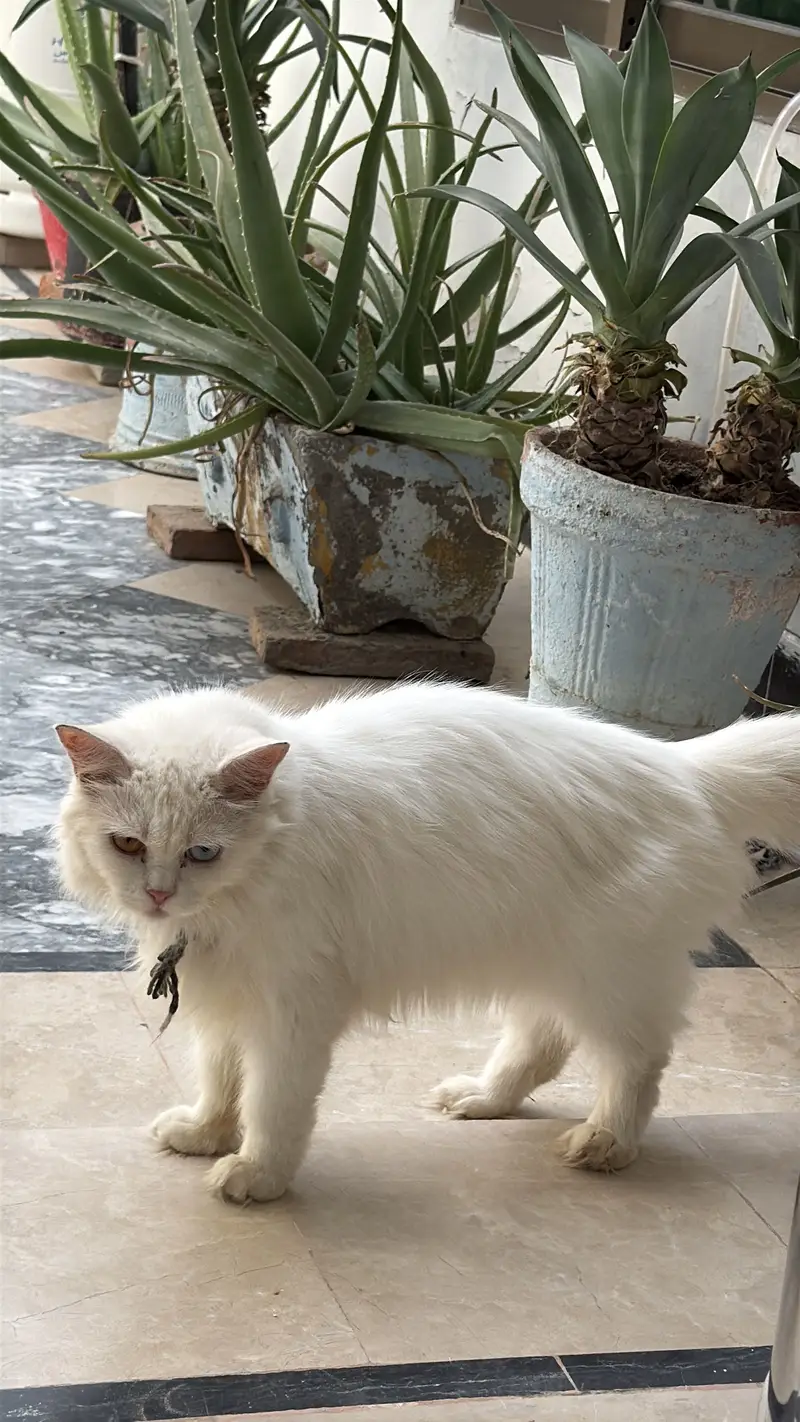 Parsian cat — photo 2
