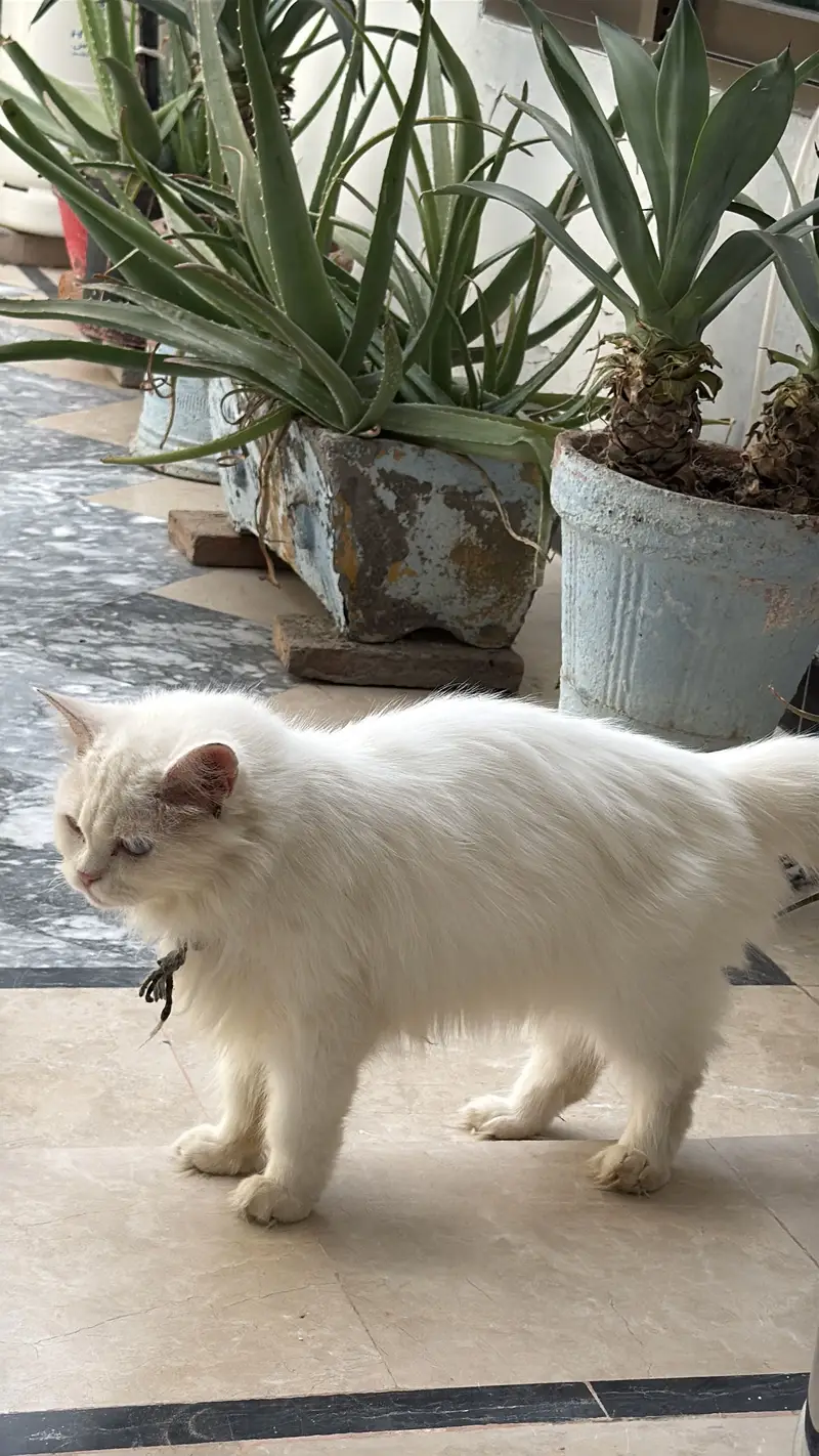 Parsian cat — photo 3