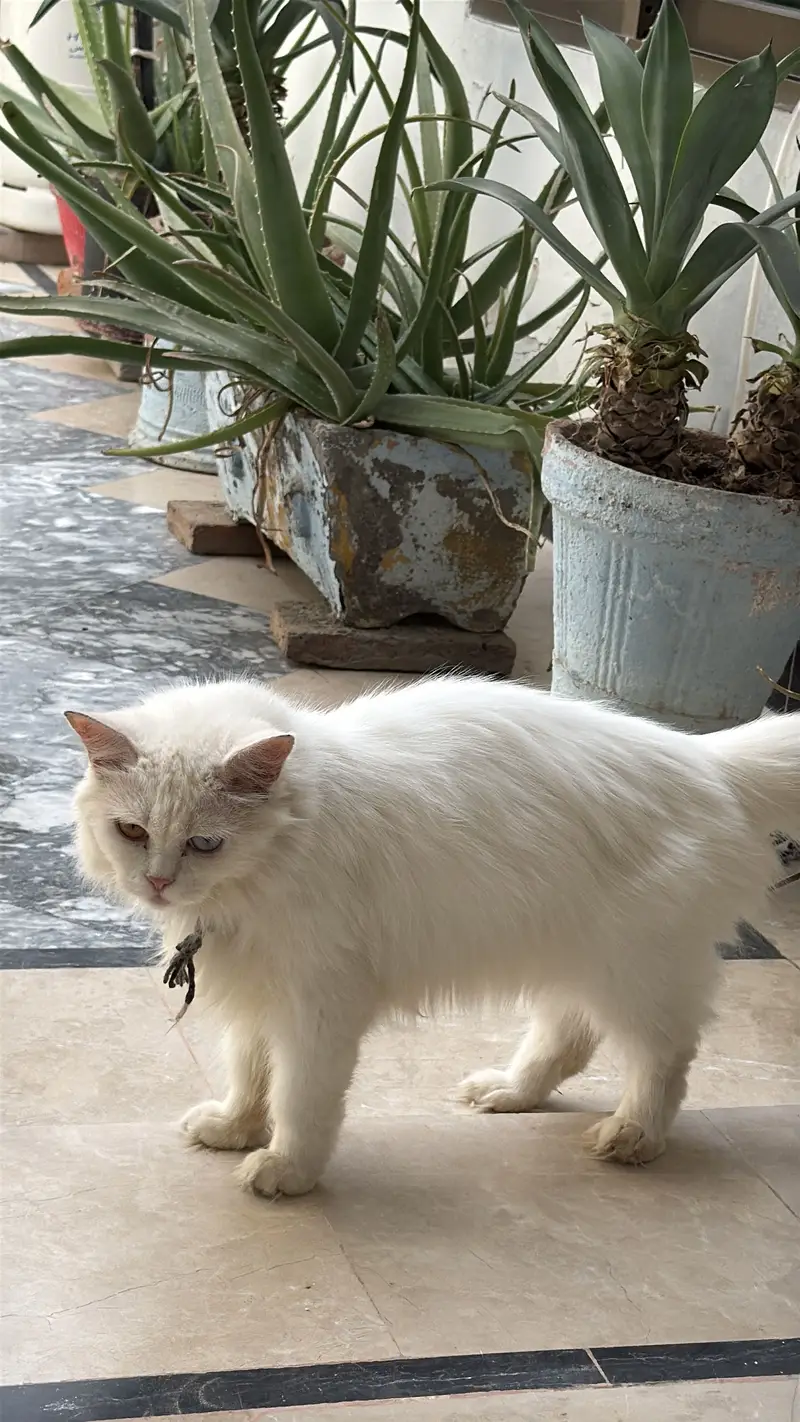 Parsian cat — photo 4