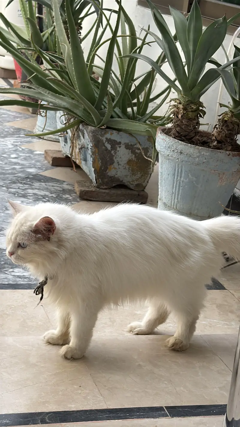 Parsian cat — photo 5