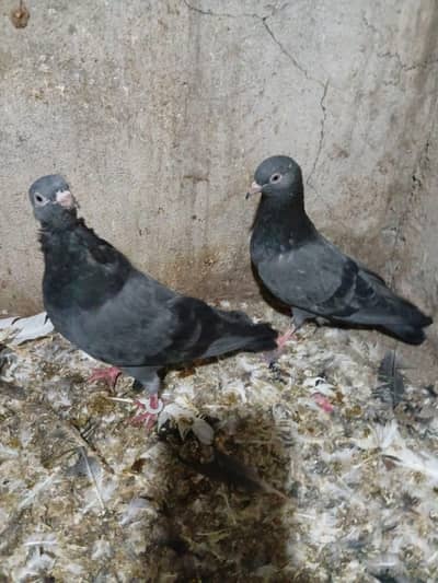 Pigeons