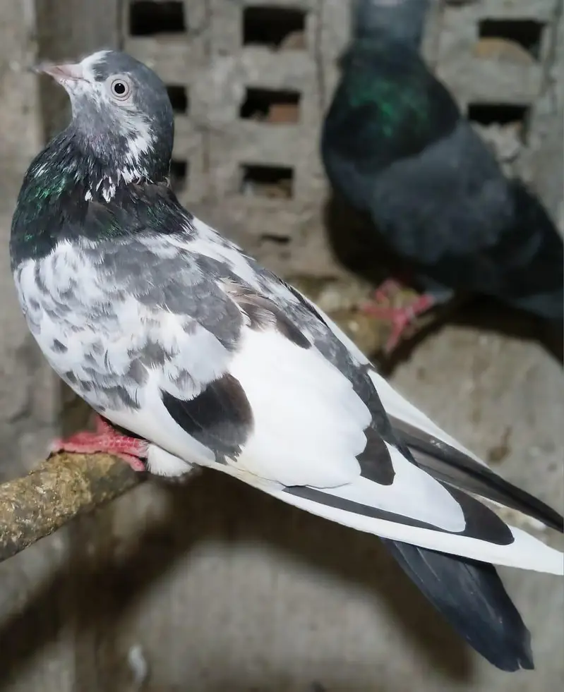 Pigeons — photo 2