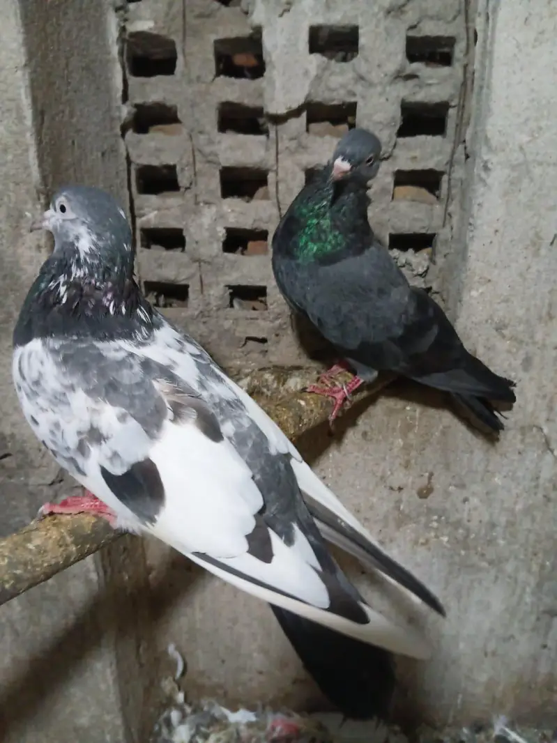 Pigeons — photo 3