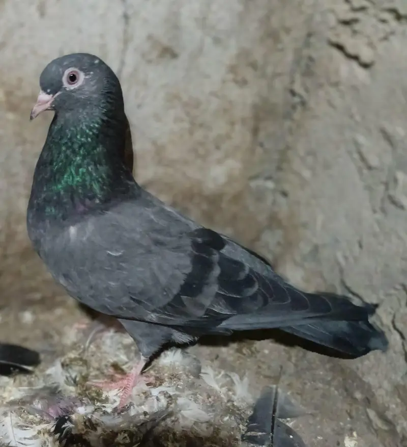 Pigeons — photo 4