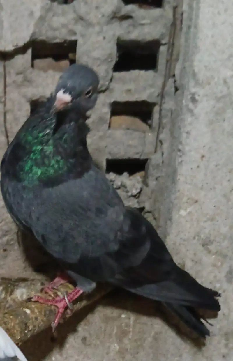 Pigeons — photo 5