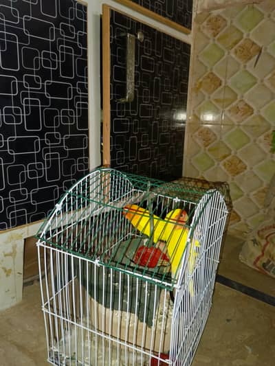 healthy and active hamd taimed