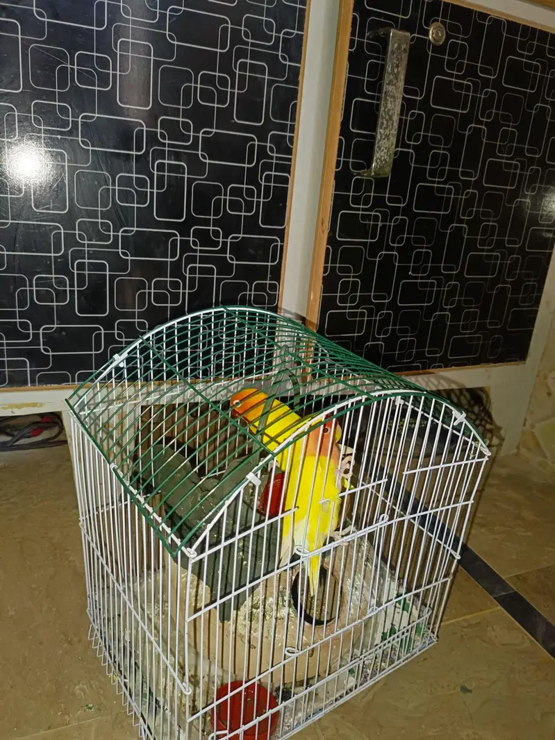 healthy and active hamd taimed — photo 2