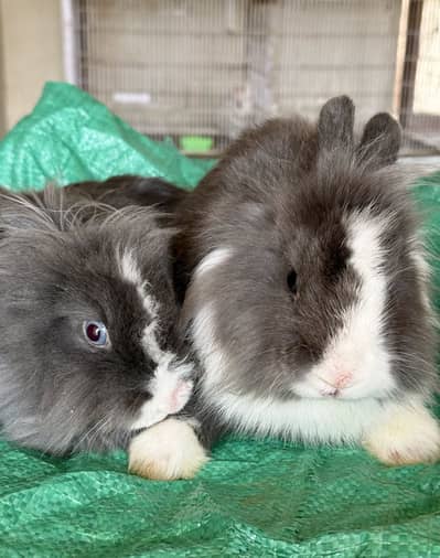 Lion head angoora pairs available for sale
