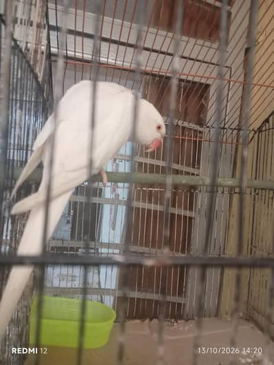 albino parrot for sale