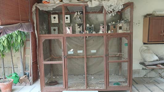 2 types of birds are for sale