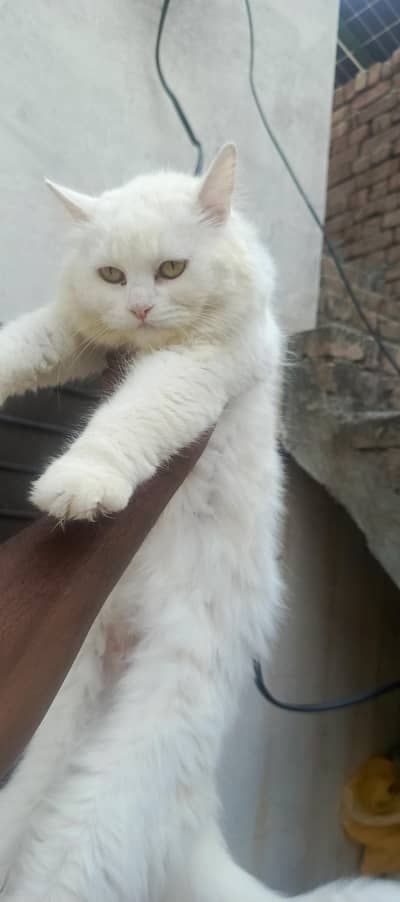 breeder female for sale breeding history available