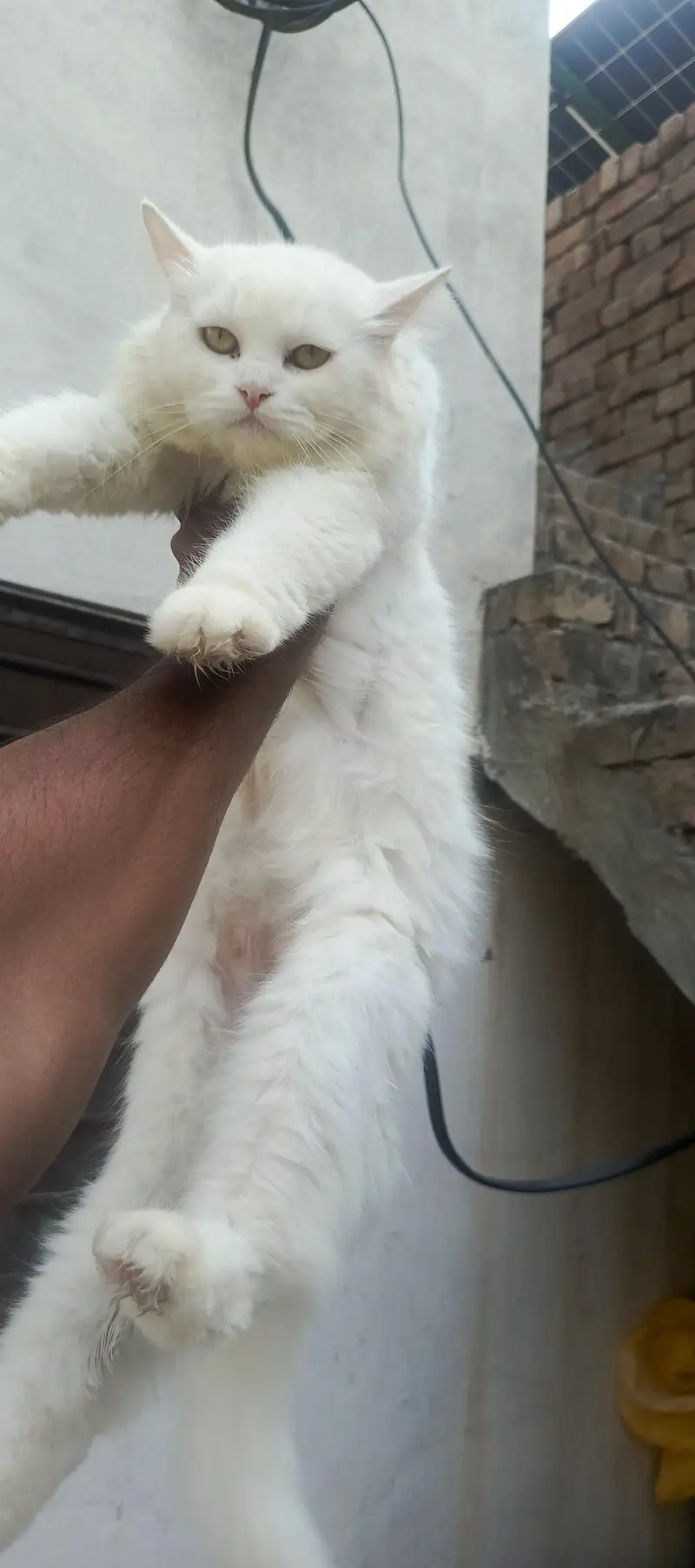 breeder female for sale breeding history available — photo 2