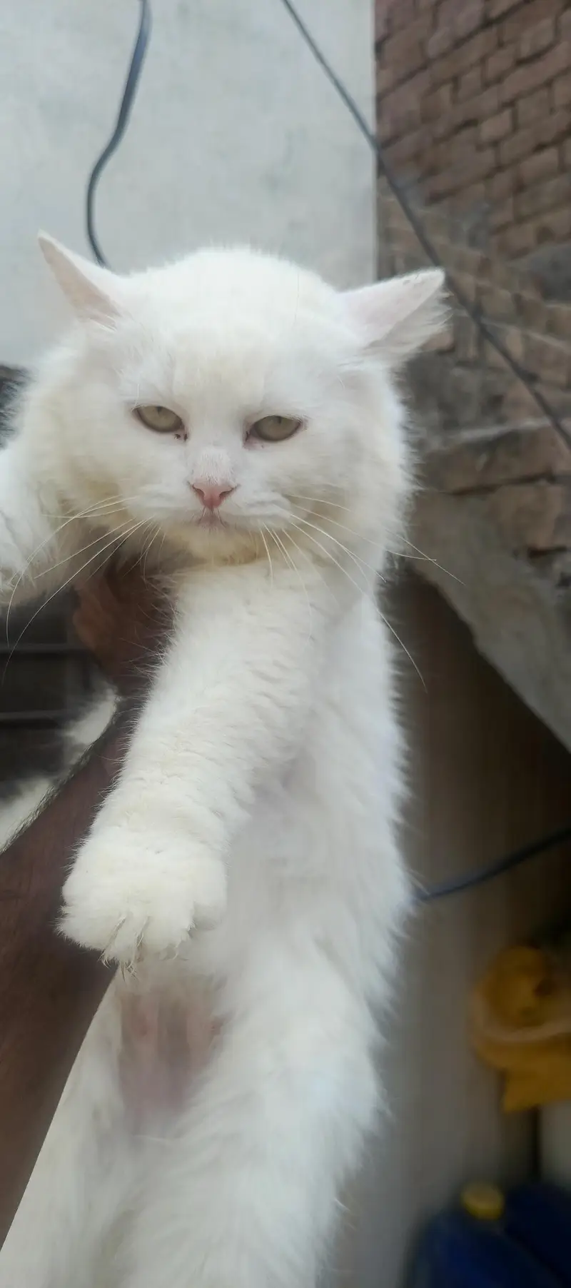 breeder female for sale breeding history available — photo 3