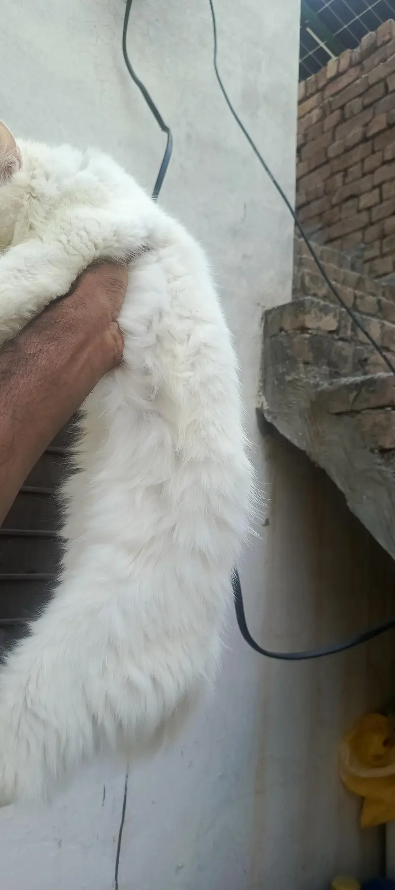 breeder female for sale breeding history available — photo 4