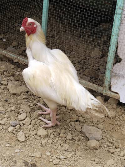 Aseel Hera for sale