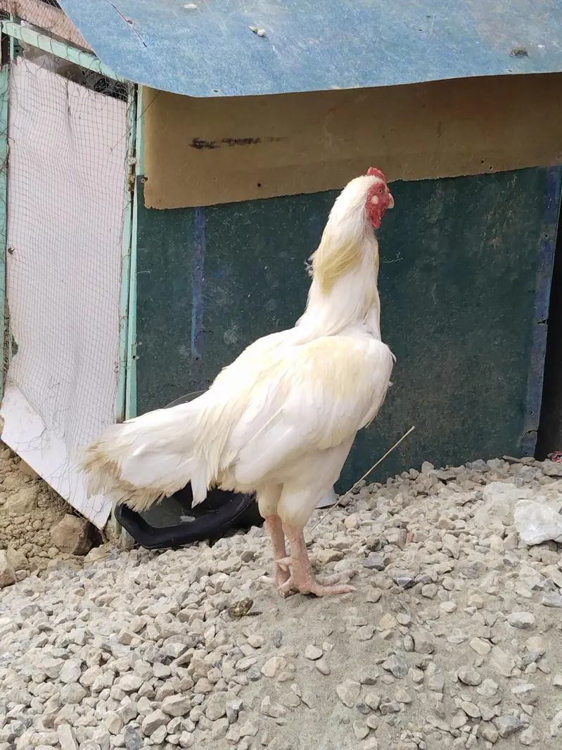 Aseel Hera for sale — photo 2