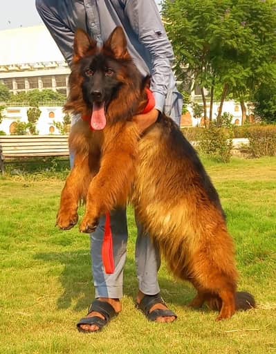 German shepherd proper long coat female 8 month age available