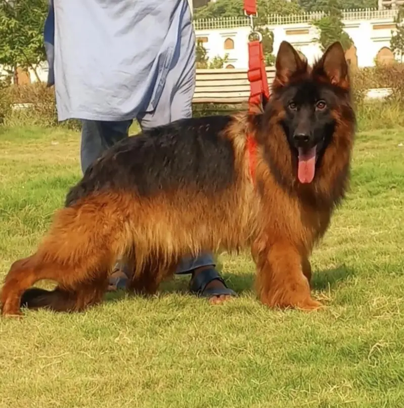 German shepherd proper long coat female 8 month age available — photo 2