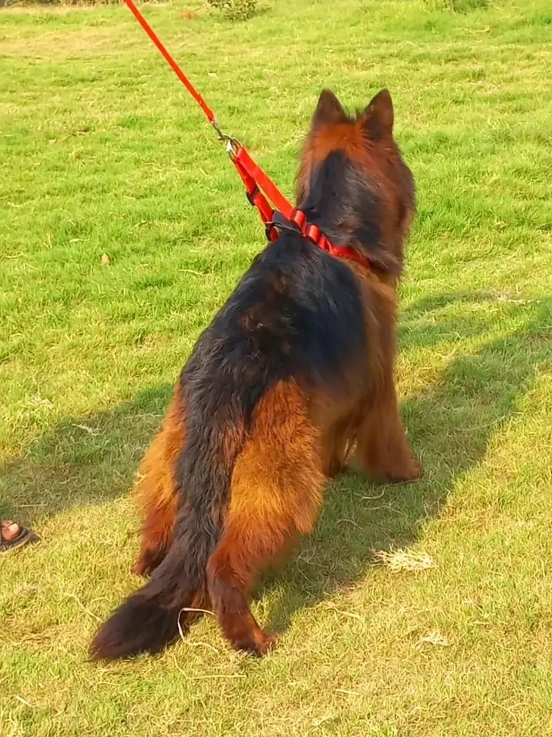 German shepherd proper long coat female 8 month age available — photo 3