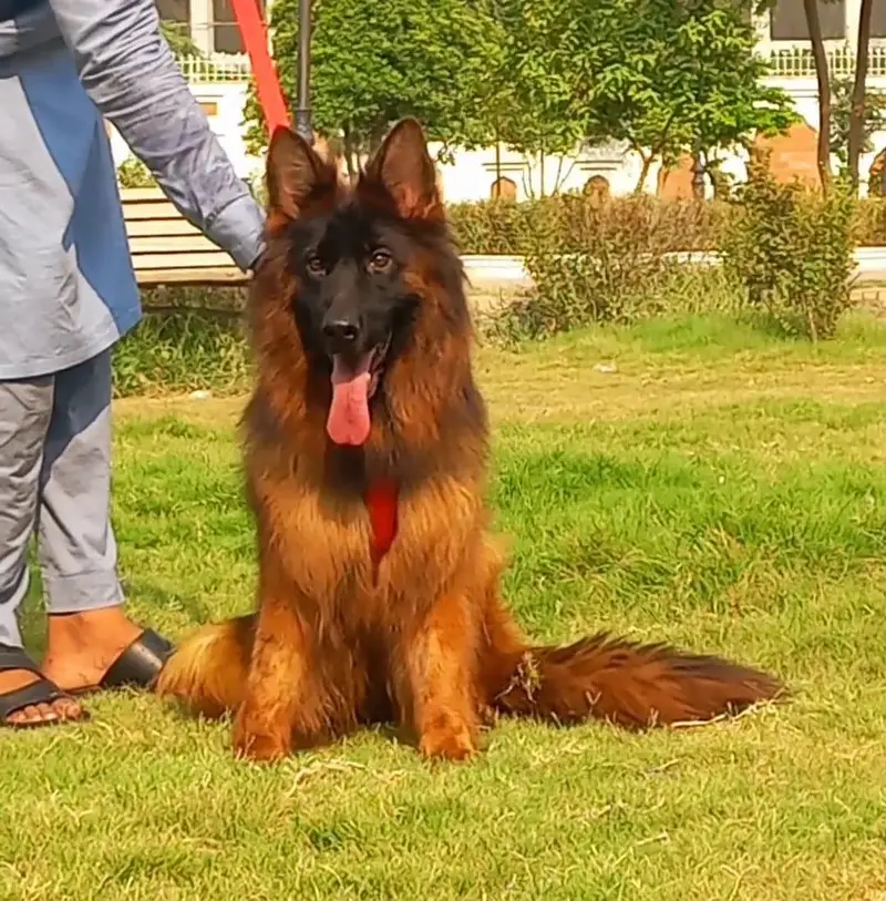 German shepherd proper long coat female 8 month age available — photo 4