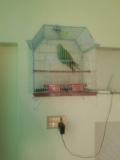 Green talking female parrot