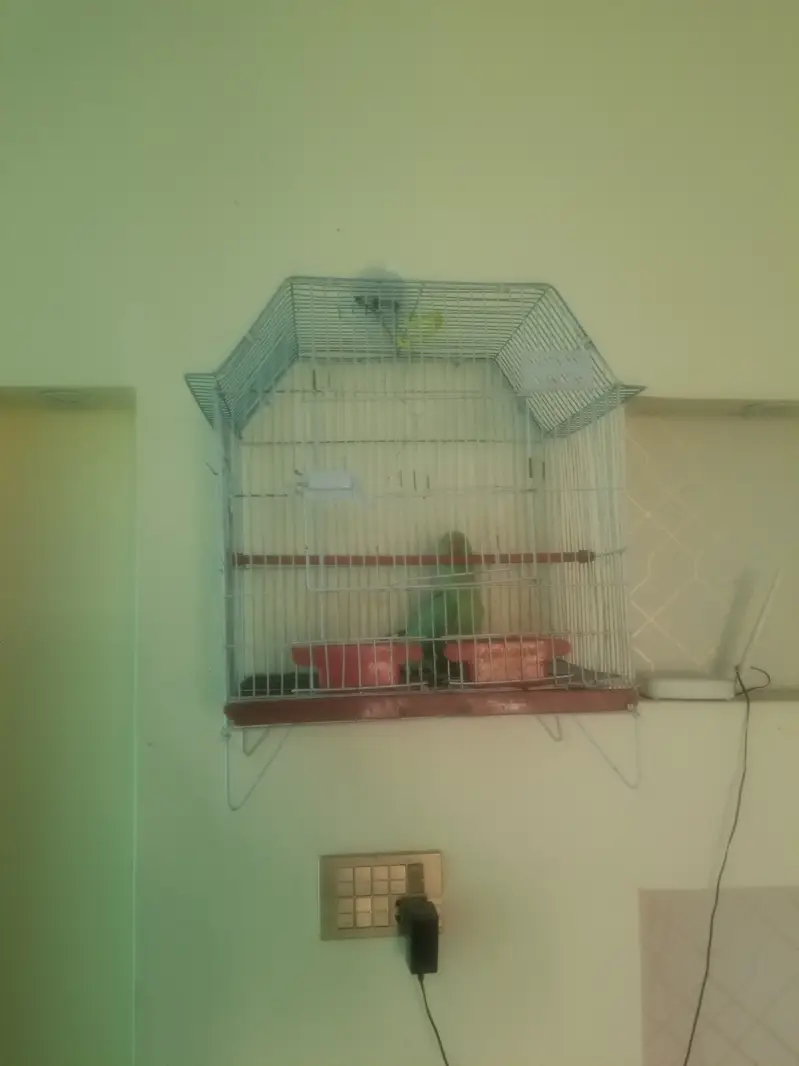 Green talking female parrot — photo 2