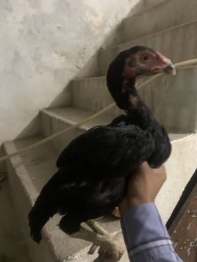 Black o shamoo