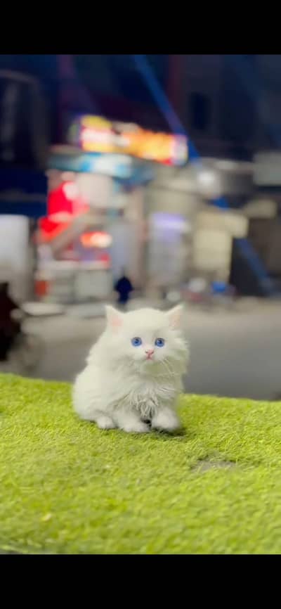 Persian kittens whatapp//0320 //7093//727