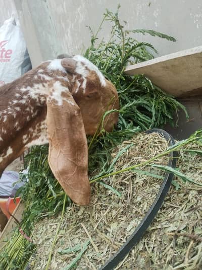 maki chene 6 dant dood wali bakri fresh cross