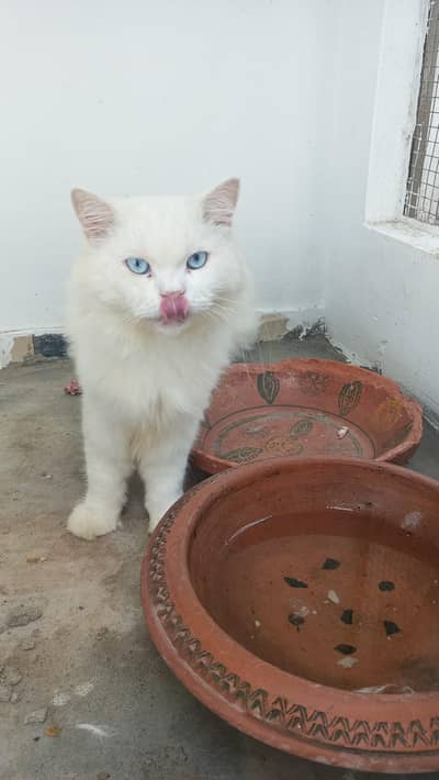 cat for sale