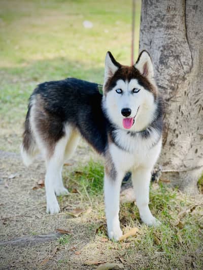 Siberian Husky Blue Odd Eyes Female Age 8 Months Pedigree