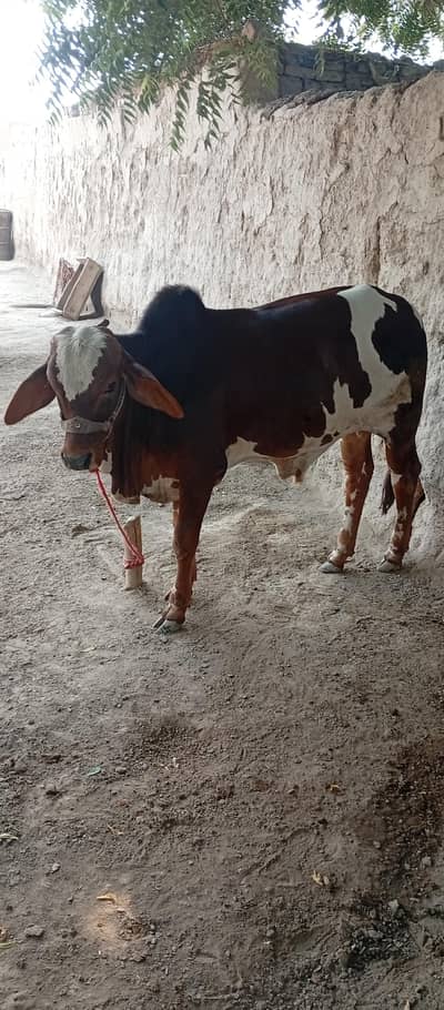 Bull for sale