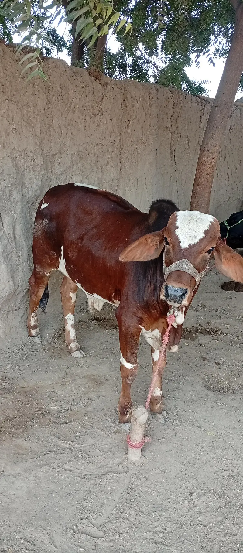 Bull for sale — photo 2
