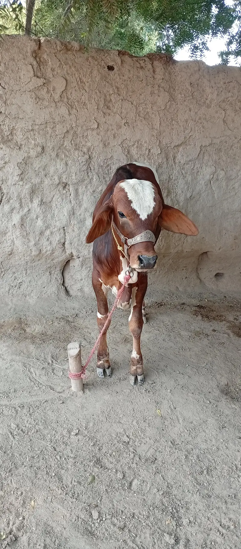 Bull for sale — photo 3