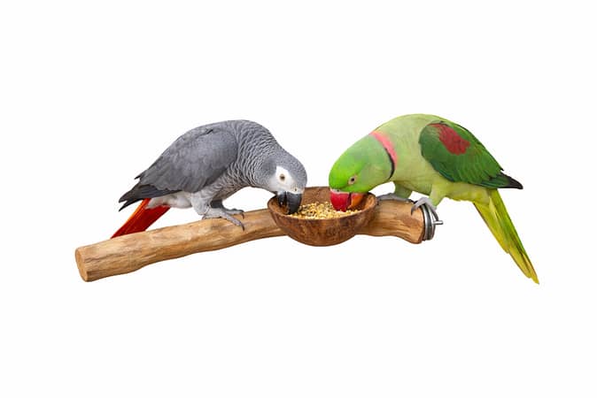 Coconut Cup Perch wooden Bird Perche Natural Wood Parrot Perch for big and medium size Parakeet Cage Accessories Parakeet Toys for Parrots, Parakeets grey macaw cockatoo Cockatiels, Conures