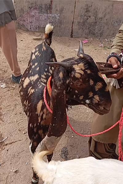 pure Kamuri bakri