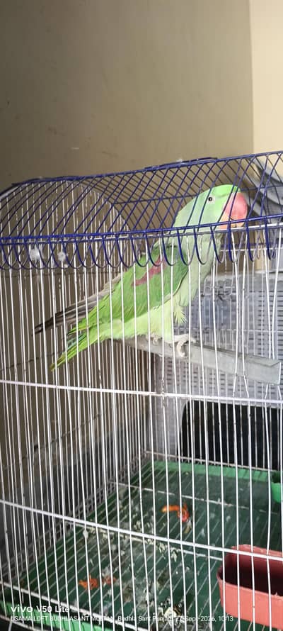 raw parrot