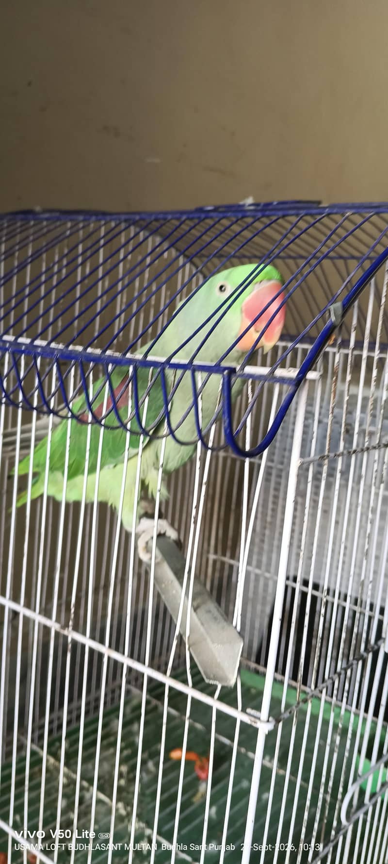 raw parrot 1