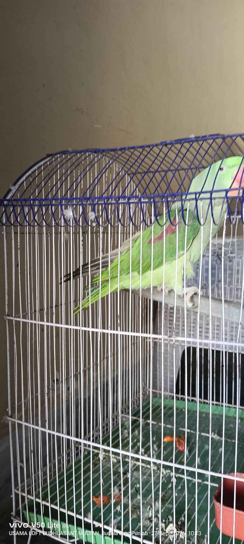 raw parrot 2