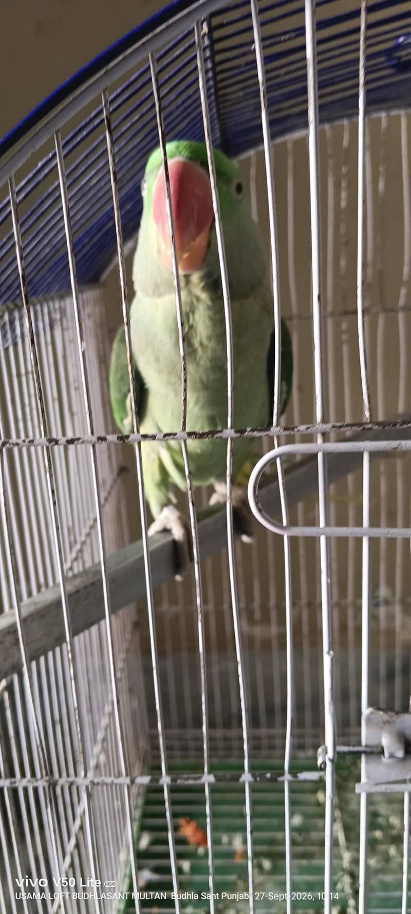 raw parrot 3