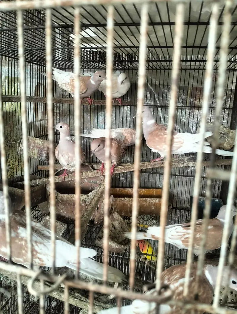 pied dove