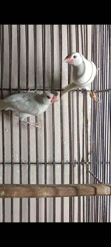 java 3 pic male Red eyes