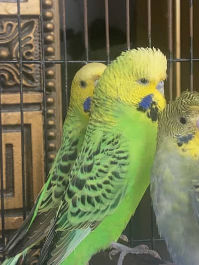 Hogoromo + exibition breeder pair + budgies