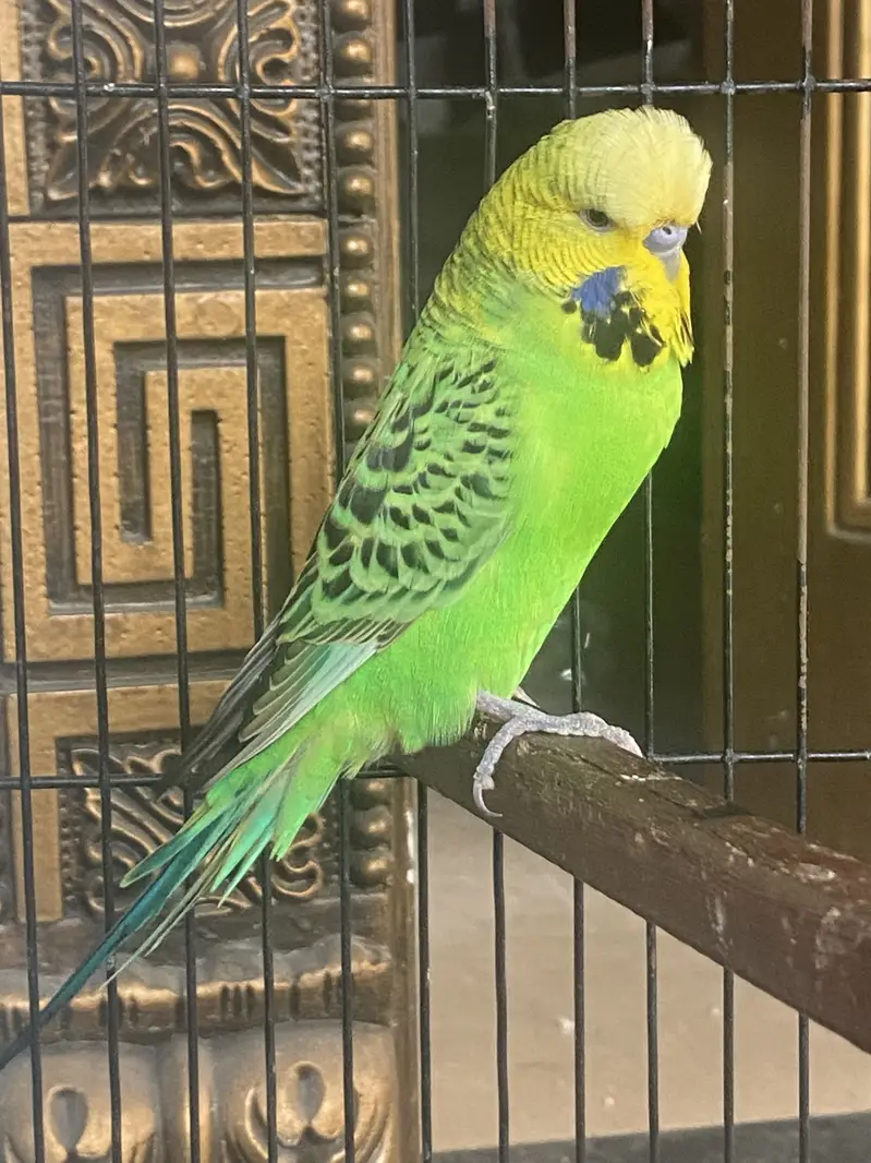 Hogoromo + exibition breeder pair + budgies — photo 2