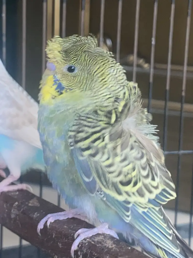 Hogoromo + exibition breeder pair + budgies — photo 3