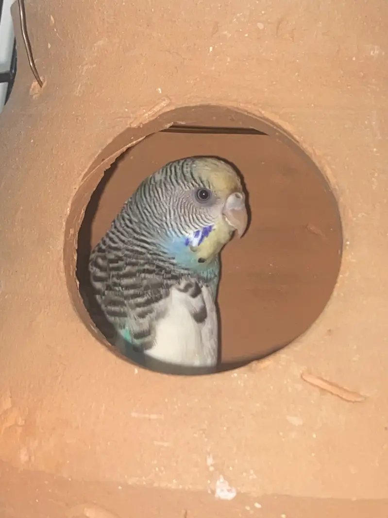 Hogoromo + exibition breeder pair + budgies — photo 4