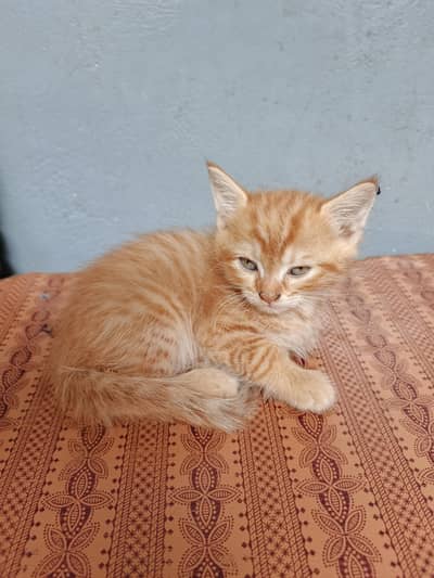 Pair Of Kittens For Adoption