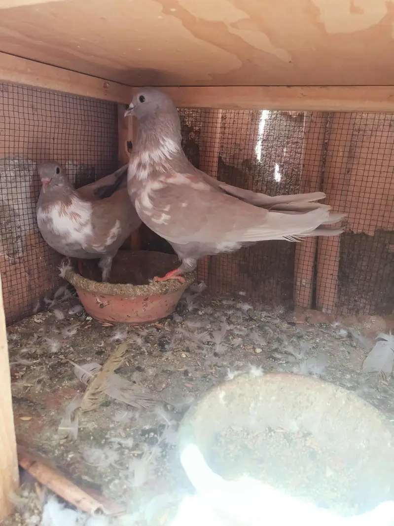 kasni kabra — photo 2