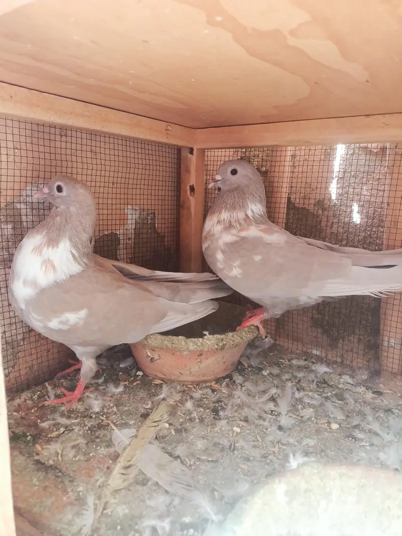 kasni kabra — photo 3